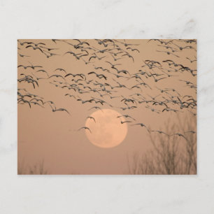 Carte Postale Un groupe d'oies des neiges migratrices, Grus