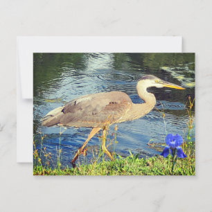 Carte Postale Un héron bleu