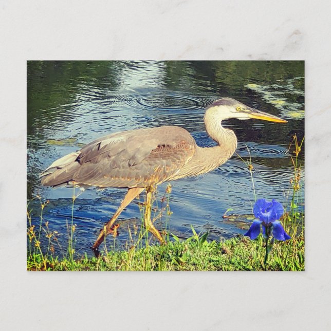 Carte Postale Un héron bleu (Devant)