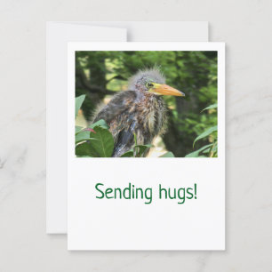 Carte Postale Un héron vert