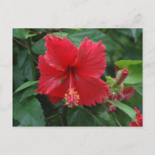Carte Postale Un hibiscus rouge