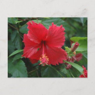 Carte Postale Un hibiscus rouge