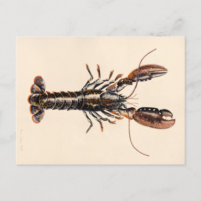 Carte Postale Un homard de Solva (Devant)