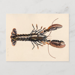 Carte Postale Un homard de Solva