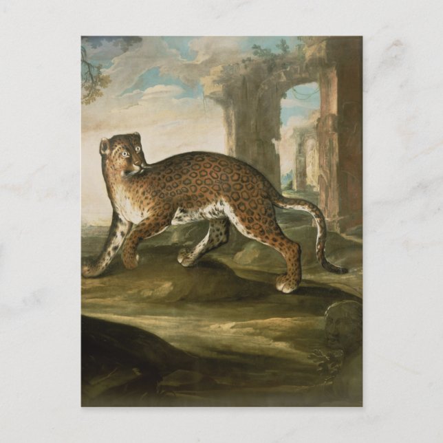 Carte Postale Un Jaguar (Devant)