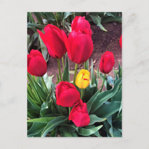 Carte Postale Un Jaune aux tulipes rouges