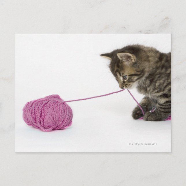 Carte Postale Un jeune chaton tabby en train de jouer (Devant)