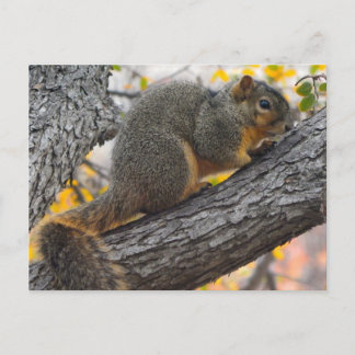 Carte Postale Un jeune écureuil dans l'arbre