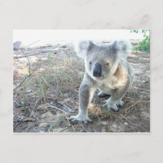 Carte Postale Un jeune koala en marche à la plage