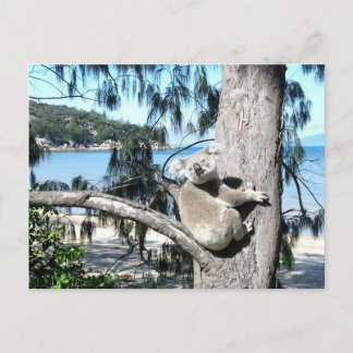Carte Postale Un jeune koala est assis dans un arbre au bord de 
