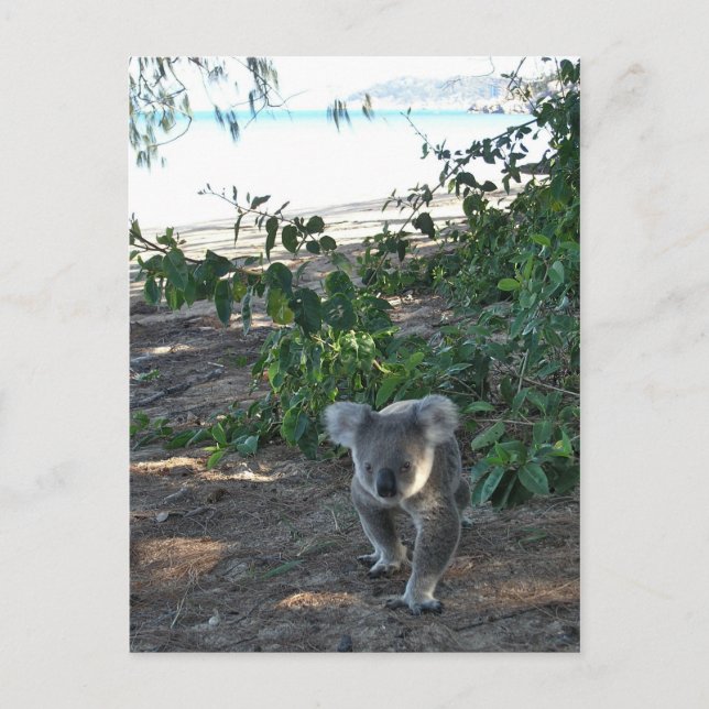 Carte Postale Un jeune koala marche sur la plage (Devant)