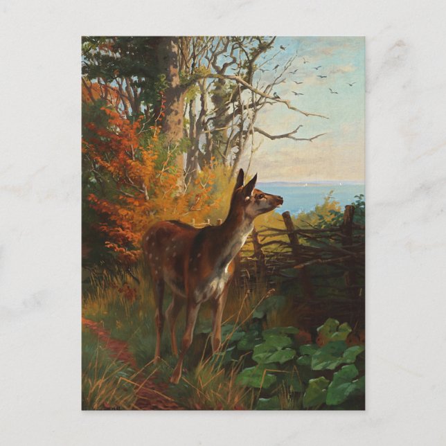 Carte Postale Un Joli Cerf Dans La Forêt (Devant)