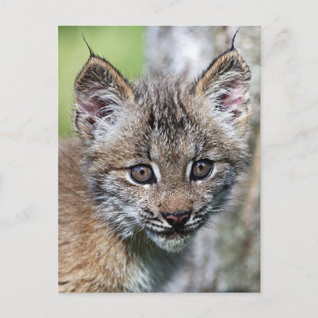 Carte Postale Un Joli Petit Lynx Kitten Canadien (Devant)