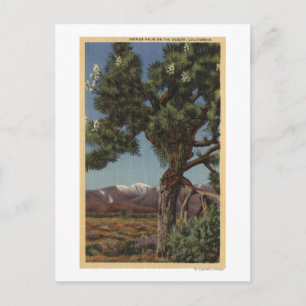 Carte Postale Un joshua palmier en fleurs dans le désert califor