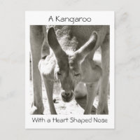 Un Kangourou avec un nez en forme de coeur