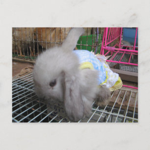 Carte Postale Un lapin en robe か わ い い 幸 せ