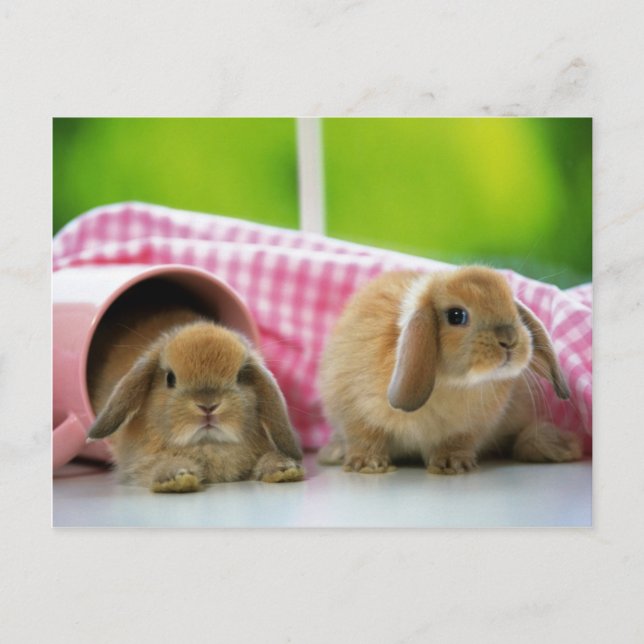 Carte Postale Un Lapin M'Aime (Devant)