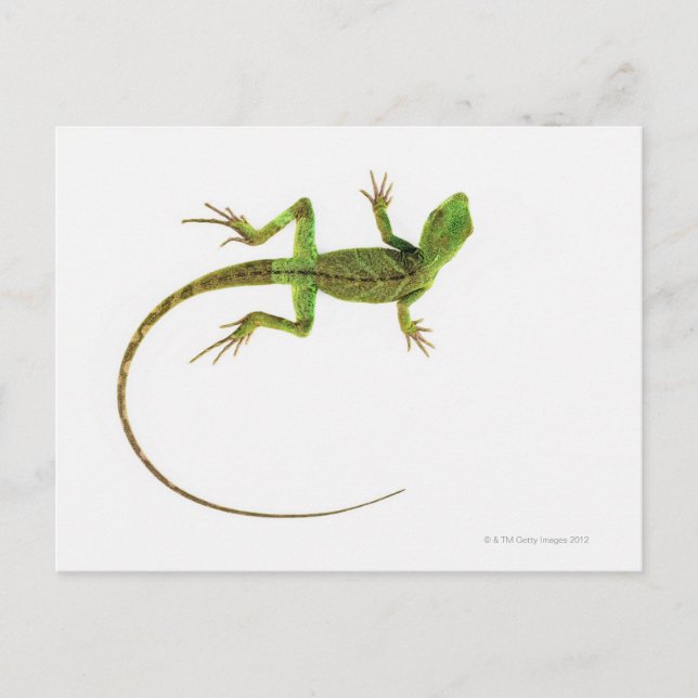 Carte Postale Un lézard sur fond blanc pur (Devant)