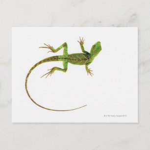 Carte Postale Un lézard sur fond blanc pur