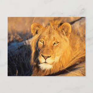 Carte Postale Un lion à crinière rouge regardant l'appareil phot