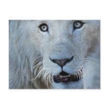 Un lion blanc en Afrique du Sud