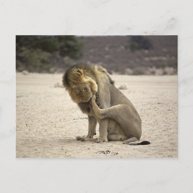 Carte Postale Un lion nettoie sa patte arrière, Kgalagadi (Devant)