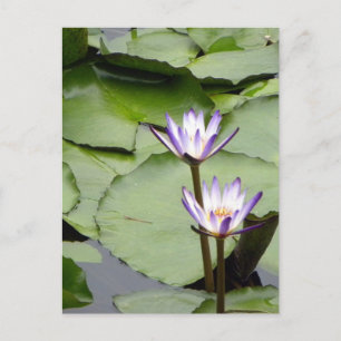 Carte Postale Un/Lotus Blooms Salutations Toutes Les Occasions