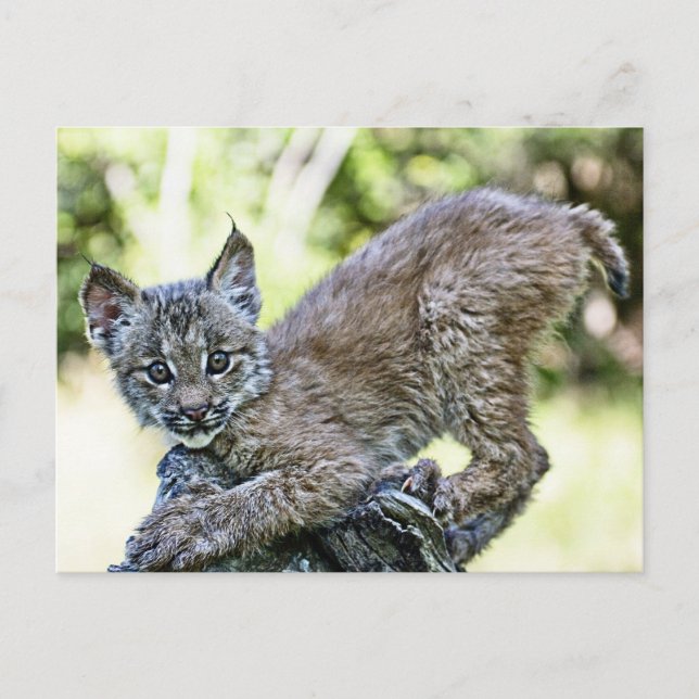 Carte Postale Un Lynx Kitten Canadien Joueur (Devant)