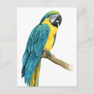 Carte Postale Un Macaw Turquoise