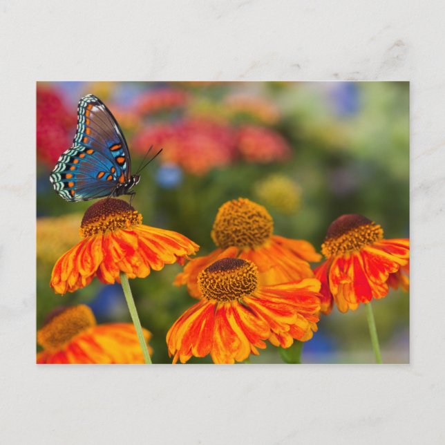Carte Postale Un machaon de Spicebush, troilus de Papilio (Devant)