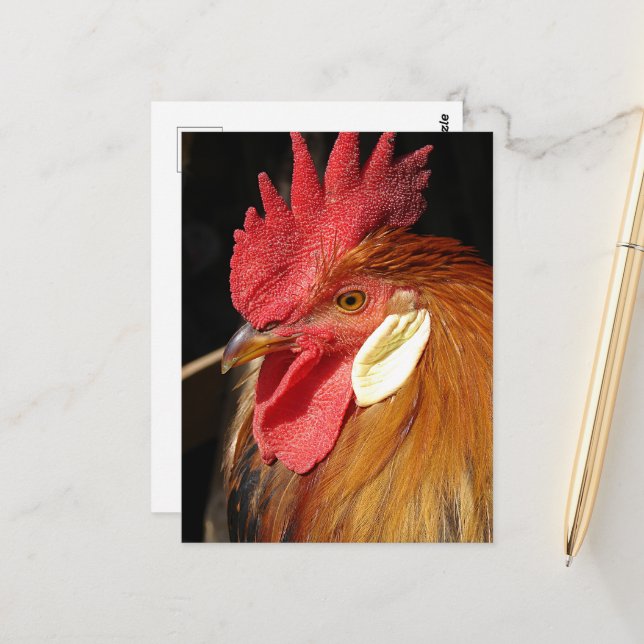 Carte Postale Un magnifique coq Leghorn (Devant/Arrière en situation)
