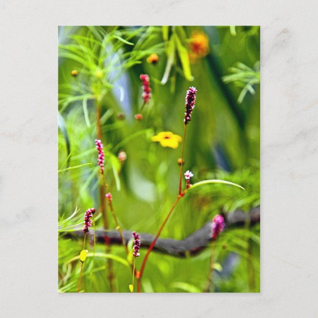 Carte Postale Un manque de concentration des fleurs sauvages (Devant)