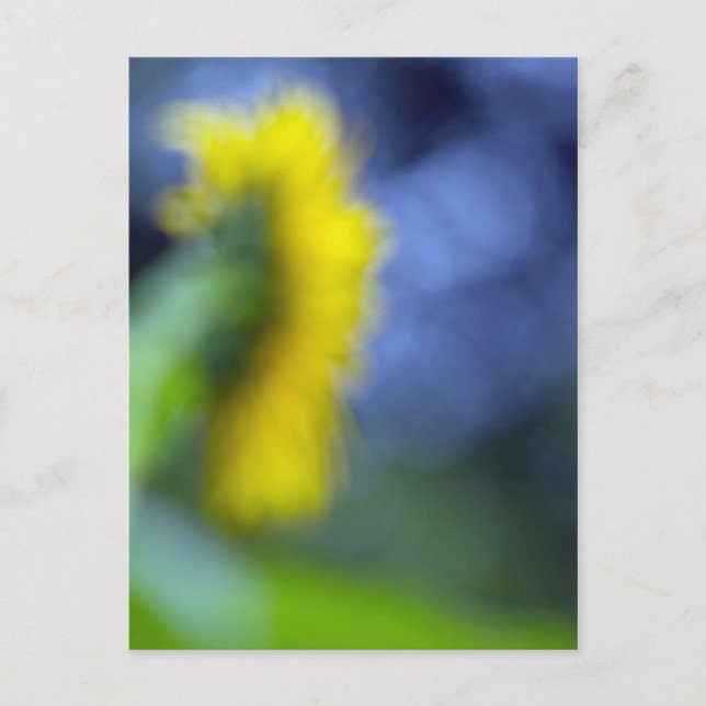 Carte Postale Un manque de concentration-tournesol (Devant)