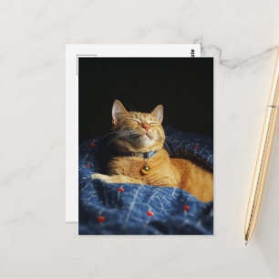Carte Postale Un mignon chat roux endormi
