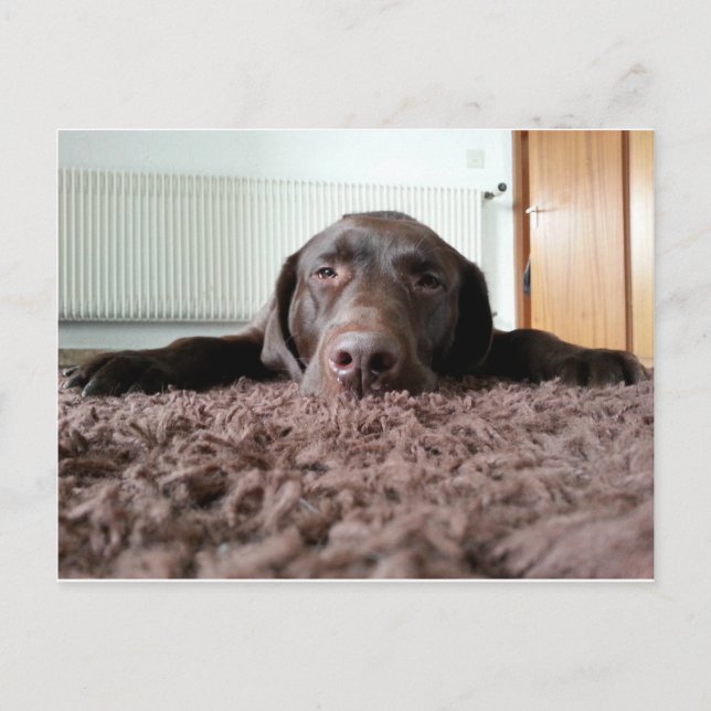 Carte Postale un mignon chiot du laboratoire de chocolat dormant (Devant)
