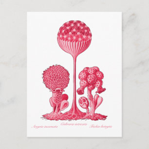 Carte Postale Un moule mince