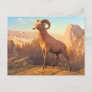 Carte Postale Un mouton de montagne rocheux par A. Bierstadt