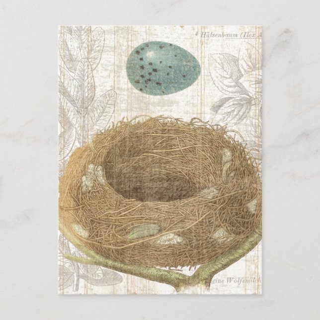 Carte Postale Un nid d'oiseaux avec un oeuf décoratif (Devant)