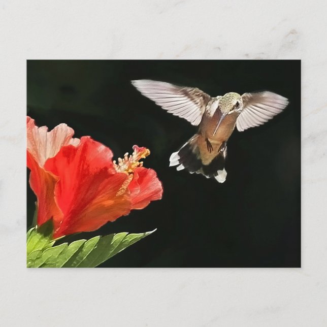 Carte Postale Un oeil sur le prix (Devant)