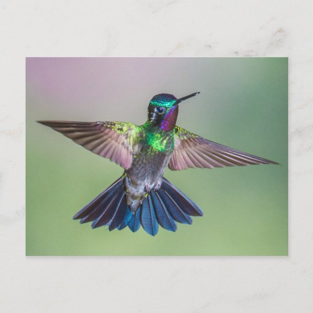 Carte Postale Un oiseau-colibri étonnant qui vole au Costa Rica (Devant)