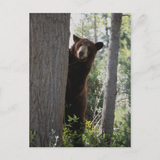 Carte Postale Un ours à la cannelle