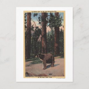 Carte Postale Un ours Brown dans les bois