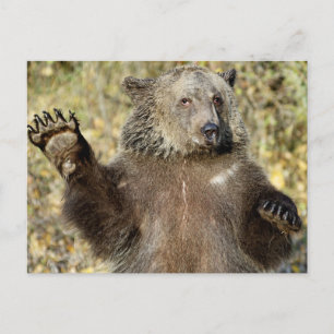 Carte Postale Un Ours Grizzli