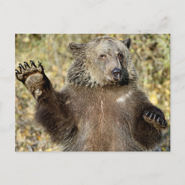 Carte Postale Un Ours Grizzli (Devant)