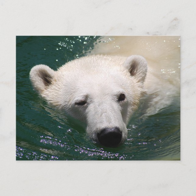 Carte Postale Un ours polaire qui fait froid (Devant)
