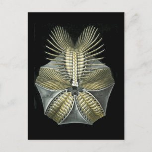 Carte Postale Un oursin des mers fossiles