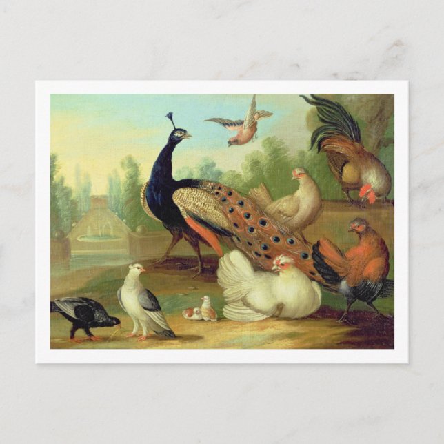 Carte Postale Un paon, des colombes, des poulets et une fosse da (Devant)