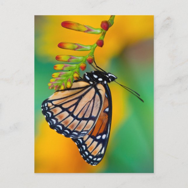 Carte Postale Un papillon amiral sur des fleurs (Devant)
