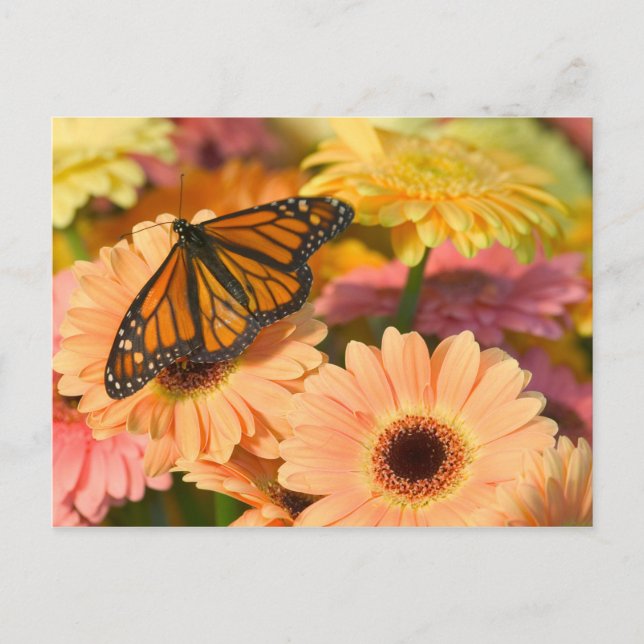 Carte Postale Un papillon de deuil (Devant)