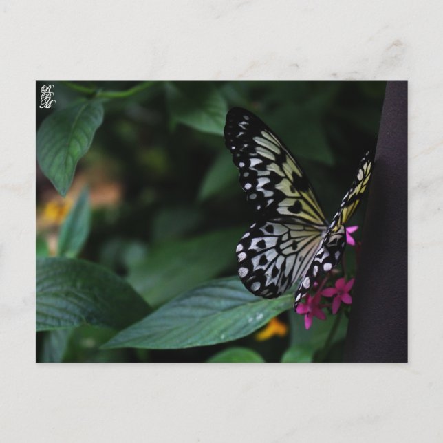 Carte Postale Un papillon jaune sur des fleurs roses (Devant)